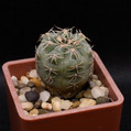 Gymnocalycium Amerhauseri