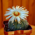 Astrophitum Asterias