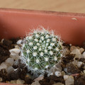 Rebutia Krainziana