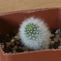 Aylostera Albipilosa