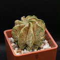 Astrophitum Capricorne