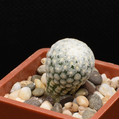 Turbinicarpus Valdezianus