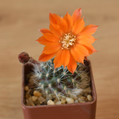 Rebutia Flavistylus