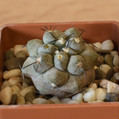 Copiapoa Montana