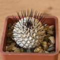 Mammillaria Perezdelarosae