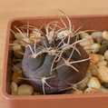 Gymnocalycium Polycephalum
