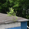 Plants Дерево на крыше