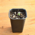 Rebutia Alba