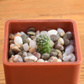Rebutia Senilis