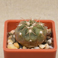 Gymnocalycium Ferrarii