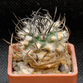 Turbinicarpus Klinkerianus