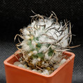 Turbinicarpus Schwarzii