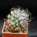 Schwarzii