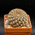 Arenacea