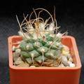 Turbinicarpus Bonatzii