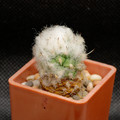 Lophophoroides