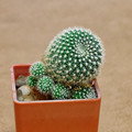 Rebutia Krainziana