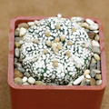 Astrophitum Superkabuto
