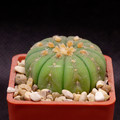 Astrophitum Asterias