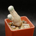 Epithelantha Bokei