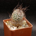 Turbinicarpus Dickisoniae