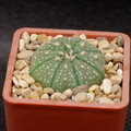 Astrophitum Asterias