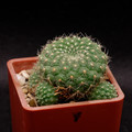 Rebutia Senilis