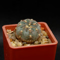 Gymnocalycium Bodenbenderianum