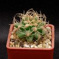 Matucana Krahnii