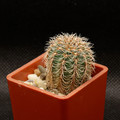 Gymnocalycium Bruchii