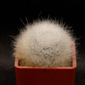 Albipilosa