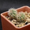 Gymnocalycium Denudatum