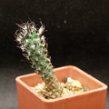 Turbinicarpus Flaviflorus