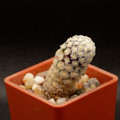 Mammillaria Theresae