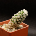 Mammillaria Theresae