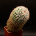 Mammillaria Perbella