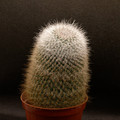 Mammillaria Unknown