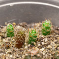 Seeds2025 Escobaria Minima