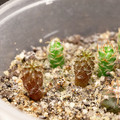 Seeds2025 Neochilenia Gracilis