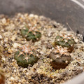 Seeds2025 Gymnocalycium Mucidum