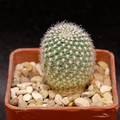 Rebutia Krainziana
