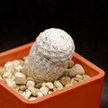 Mammillaria Herrerae