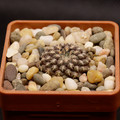 Thelocephala Llanensis
