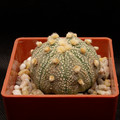 Astrophitum Superkabuto