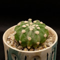 Echinopsis Subdenudata