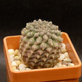 Neochilenia Monte-amargensis