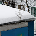 Дерево на крыше