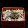 Thelocephala Esmeraldana