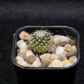 Rebutia Krainziana