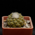 Hypogaea